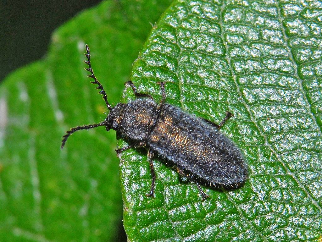 Un coleottero pelosetto -  Dasytidae:  Aplocnemus sp.